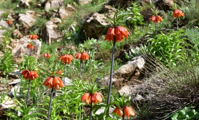 Bitlis'te baharla ters laleler açtı.